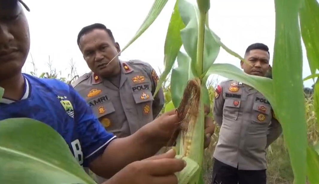 1 Hektare Jagung di Rengat Barat Rusak Diterjang Banjir, Polisi Turun Tangan Selamatkan Ketahanan Pangan
