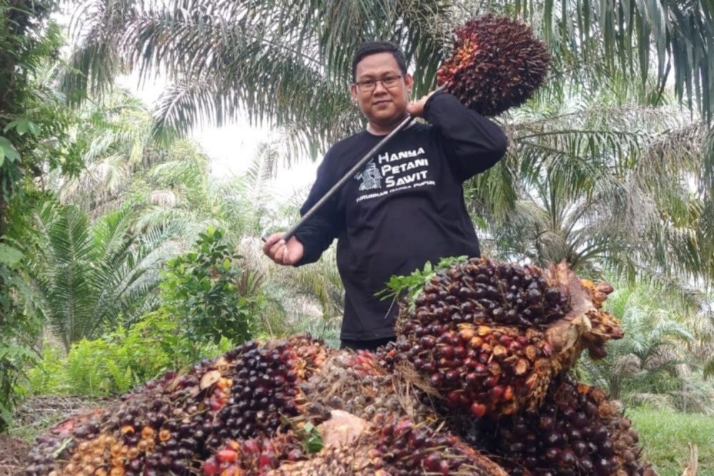 Harga Sawit Petani Riau Naik Lagi, Tembus Rp3.200 per Kg