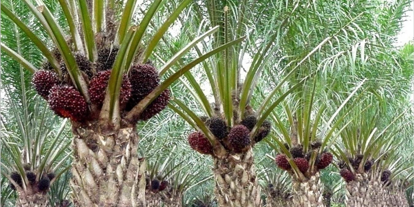Harga TBS Sawit Riau Naik, Petani Plasma Sambut Kabar Baik: Umur 9 Tahun Catat Kenaikan Tertinggi
