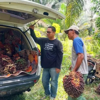 Harga TBS Sawit Riau Naik Tembus Rp4.011 per Kg Periode 5-11 Agustus 2026