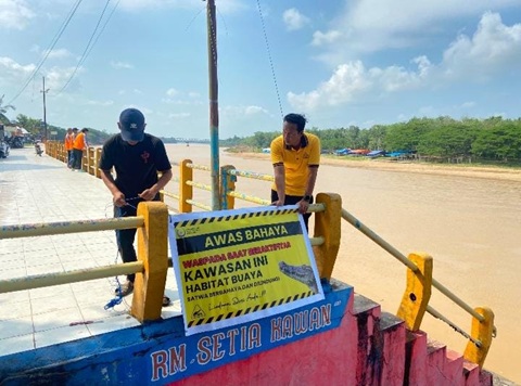 Buaya Mengintai di Sungai Kuansing, Polisi Pasang Peringatan Jelang Pacu Jalur