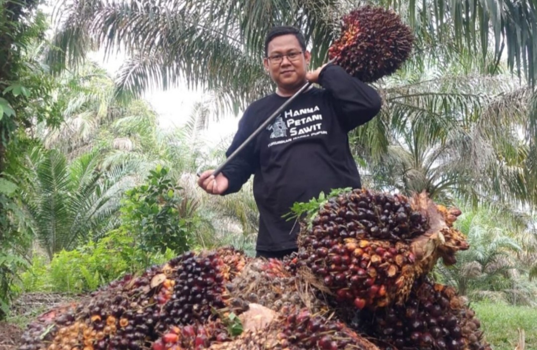 Harga Sawit Swadaya Riau Melesat Naik, Tembus Rp3.781 per Kilogram