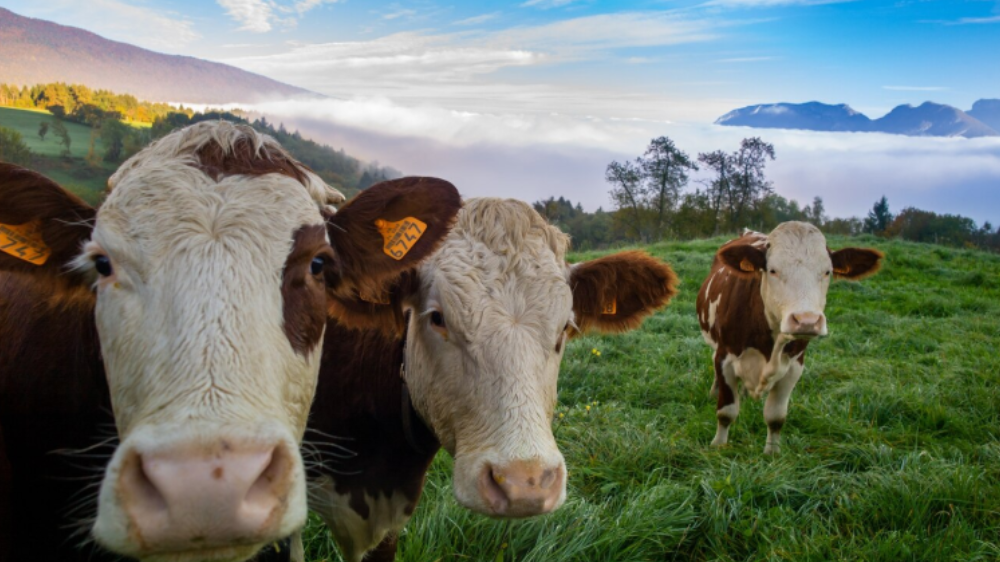 Daftar Harga Sapi Kurban di Riau 2025, Begini Tips Memilih Hewannya