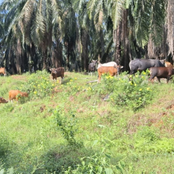 Pemprov Riau Lelang 50 Ekor Sapi Hari Ini, Sapi Bali 449 Kg Jadi Rebutan
