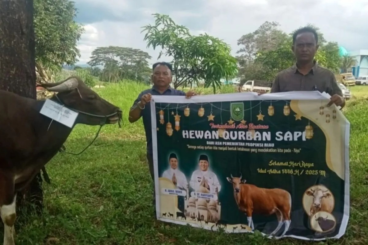 Pemprov Riau Salurkan 131 Sapi Kurban, Wujudkan Idul Adha Penuh Makna dan Solidaritas
