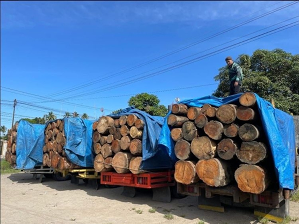 Gawat! Kemenhut Bekukan Izin Kayu di 3 Provinsi Sumatera! Modus Illegal Logging di Tengah Banjir Diwaspadai!