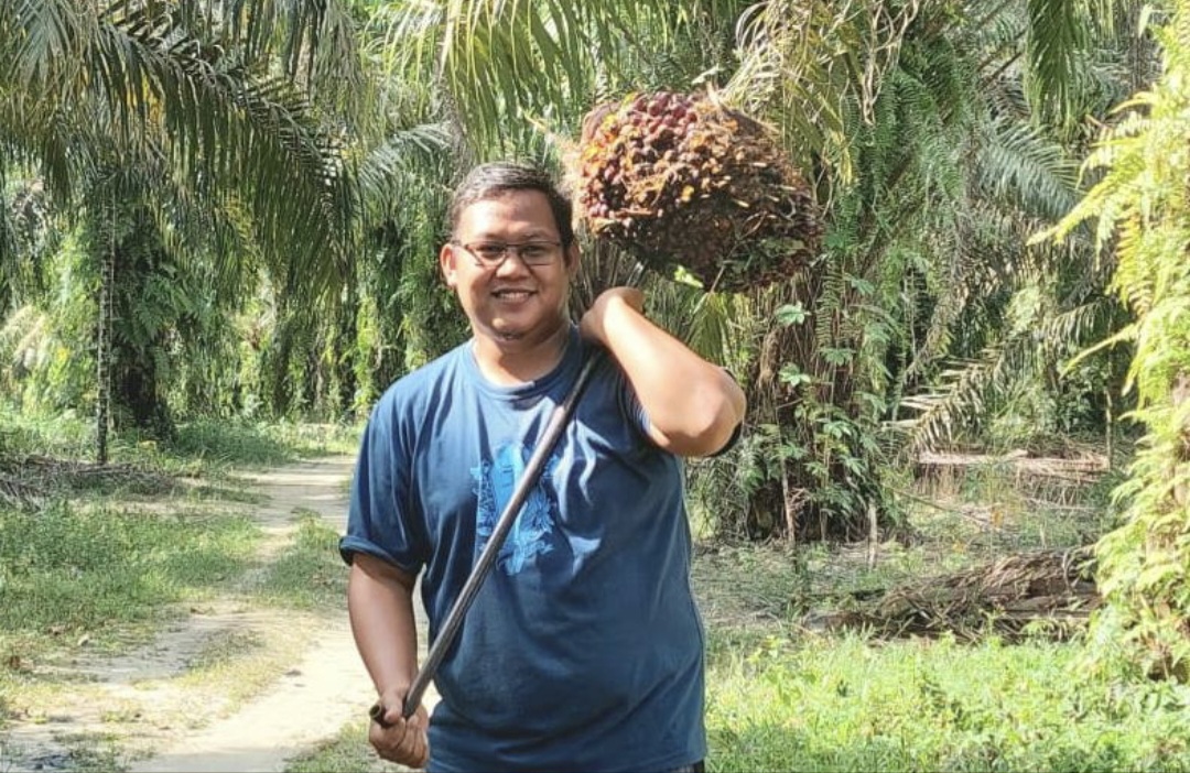 Harga TBS Sawit Melejit Nyaris Rp4.000, Petani Riau Sejahtera