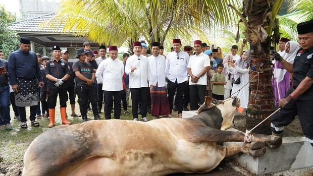 Kapolda Riau Serahkan Sapi Kurban dari Kapolri kepada UAS, Bobotnya Hampir 1 Ton!