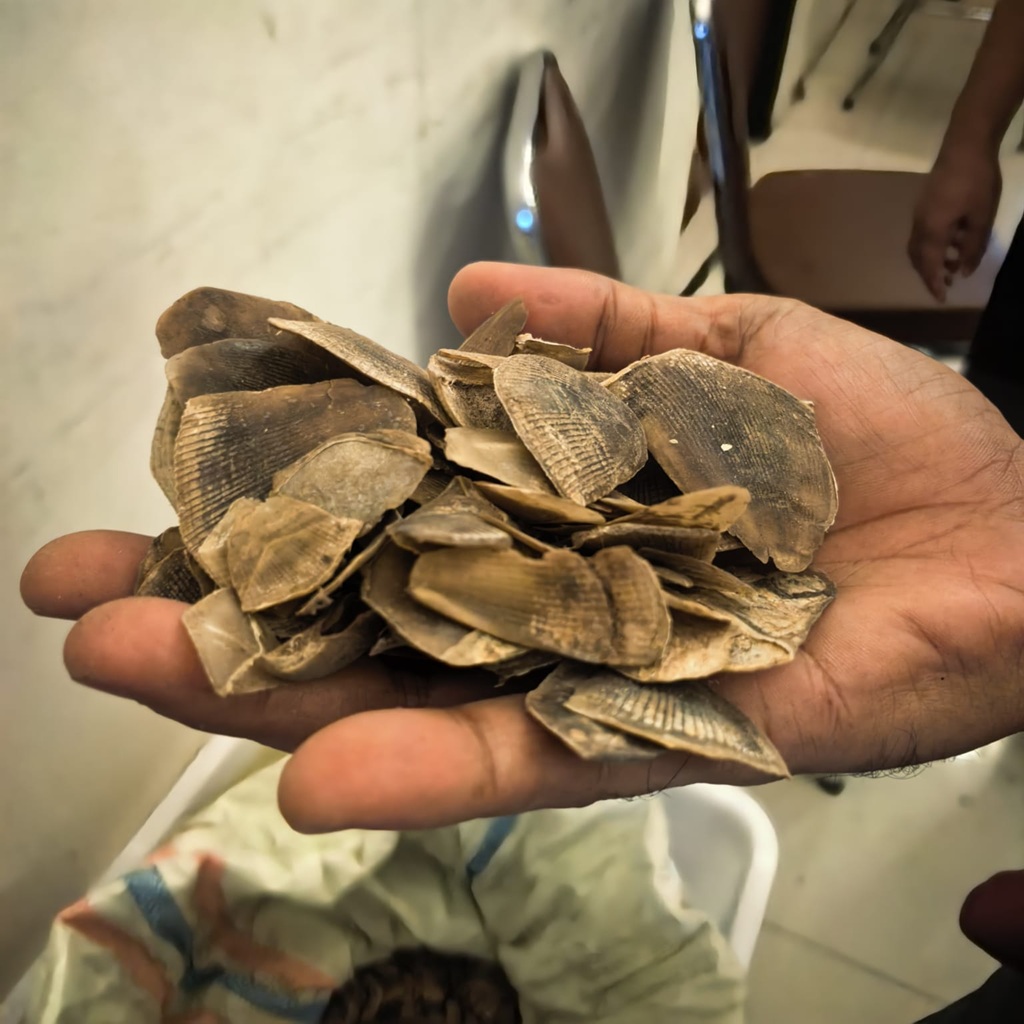 Polisi Gagalkan Perdagangan Sisik Tenggiling 30 Kg di Riau, Dua Pelaku Masih Diburu