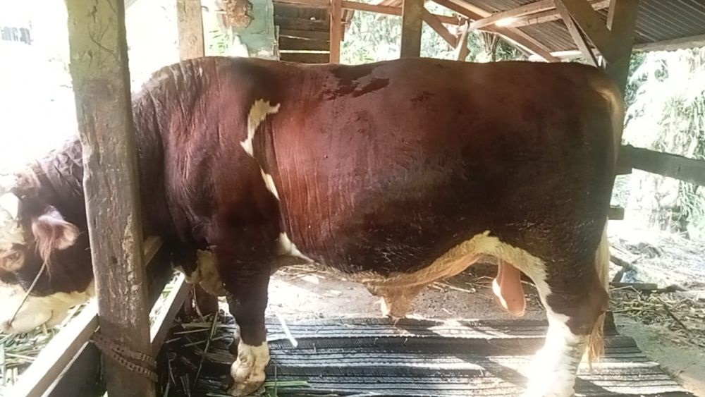 Jatah Sapi Kurban Prabowo untuk Riau: 13 Ekor Disiapkan Sambut Iduladha 2025
