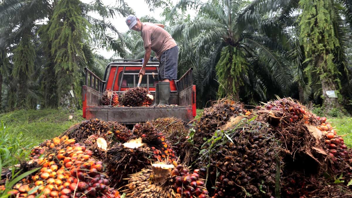 Harga TBS Sawit Riau Turun, Ini Daftar Lengkap Penetapan Terbaru
