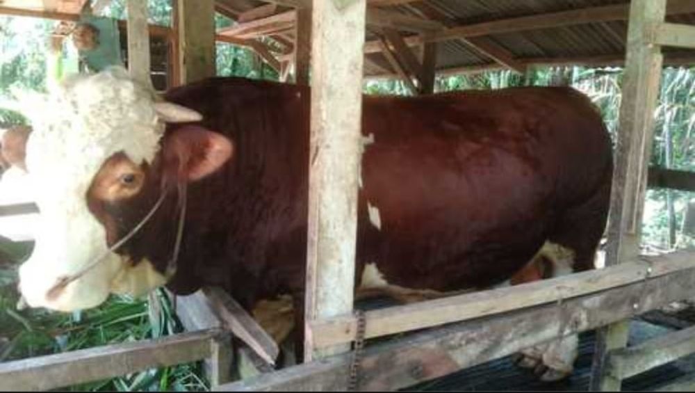 Sapi Kurban Prabowo Siap Disembelih di Pekanbaru, Bobot Capai 950 Kilogram