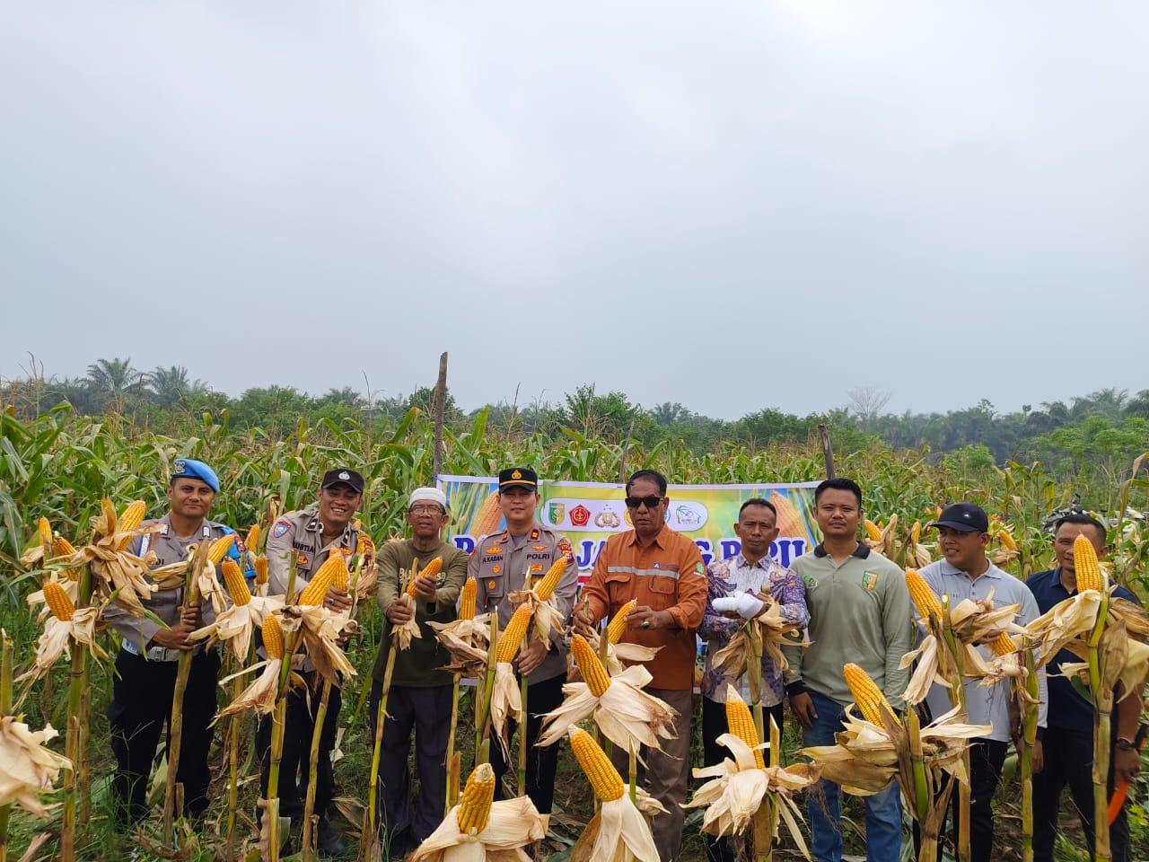 Polsek Singingi Hilir Bersama Warga Desa Petai Sukses Gelar Panen Raya Jagung Pipil Kuartal II