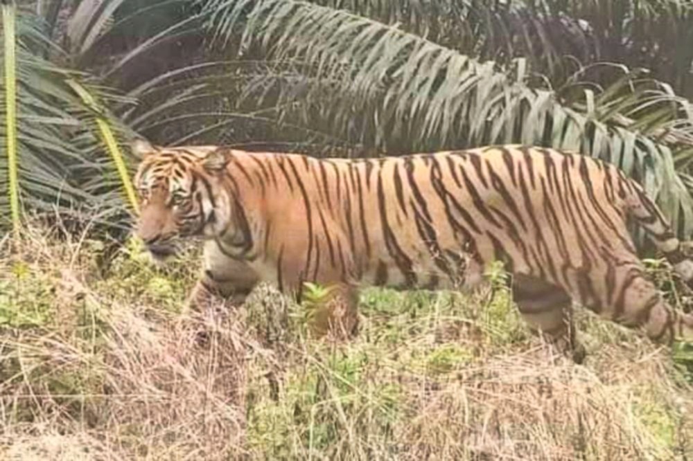 Harimau Sumatera Berkeliaran, Sekolah di Inhil Riau Tutup Total