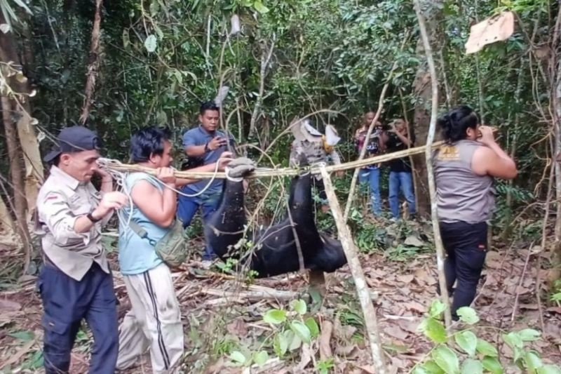Beruang Madu Terjerat di Indragiri Hulu, BBKSDA Riau Lakukan Evakuasi dan Rehabilitasi