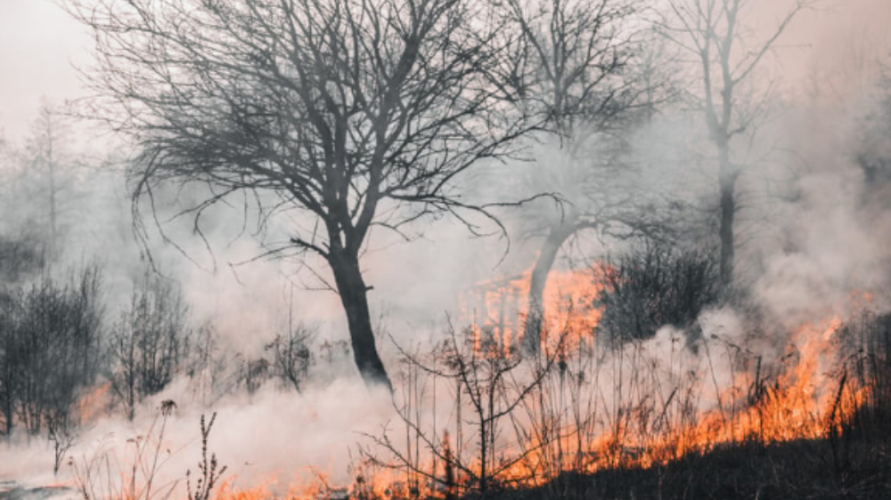 6 Provinsi Jadi Prioritas Penanganan Karhutla, BNPB: Riau Status Darurat