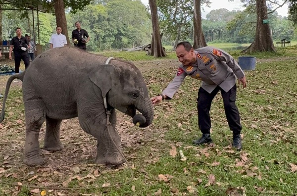 Kapolda Riau Akrab dengan Anak Gajah, Jadi Momen Hangat Sekaligus Tegaskan Komitmen 'Green Policing'