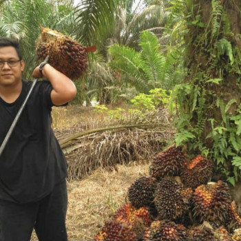 Harga TBS Sawit Riau Turun, Petani Plasma Hadapi Tekanan Pasar Global