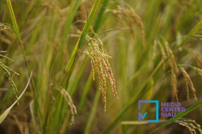 Padi Riau 2025 Naik, Luas Panen & Produksi Tunjukkan Tren Positif