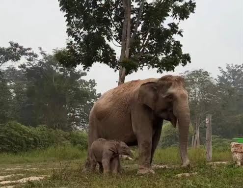 Titiek Soeharto Beri Nama 'Ganesha' untuk Bayi Gajah Sumatera yang Lahir di Tesso Nilo