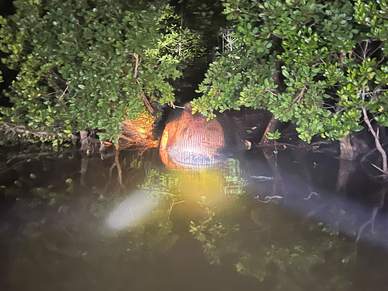 Geger! Bangkai Paus Raksasa 8 Meter Ditemukan Tersangkut di Hutan Mangrove Inhil Riau