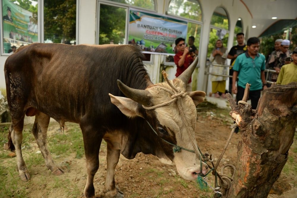 Gubernur Abdul Wahid Kurban di UIN Suska Riau, Bukti Cinta Almamater yang Gak Main-main