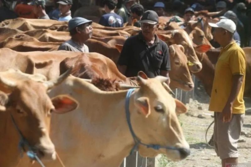 Pasokan Sapi Kurban di Riau 80 Persen Didatangkan dari Luar Daerah, Ini Kata Dinas Terkait