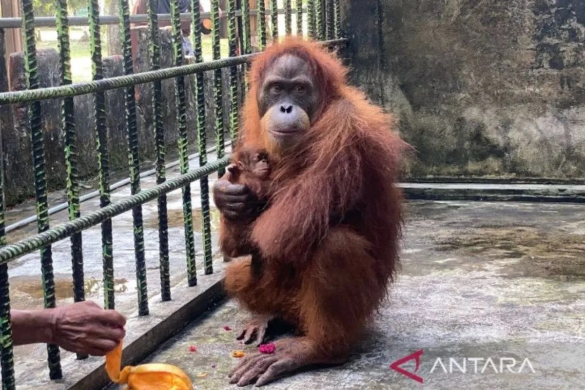 Bayi Orangutan Jantan Lahir di Riau, Pertanda Keberhasilan Konservasi Satwa Langka