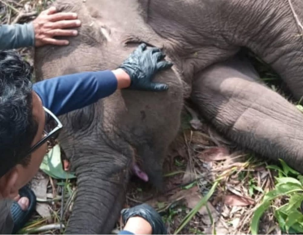 Polda Riau Selidiki Kematian Anak Gajah Sumatera di TNTN