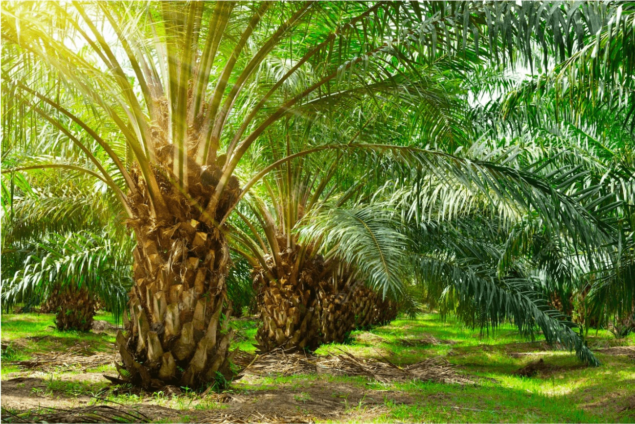 Industri Sawit Jadi Tulang Punggung Ekonomi Riau, 3,4 Juta Warga Gantungkan Hidup