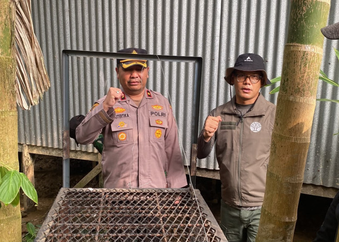Akhir Teror 15 Hari Kera Bertaring Panjang di Inhil, Masuk Perangkap dan Dievakuasi BBKSDA