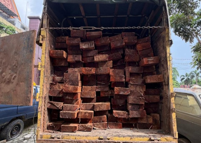 Illegal Logging di Cagar Biosfer Giam Siak Kecil Terbongkar, Sopir Truk Angkut 10 Kubik Kayu Diamankan
