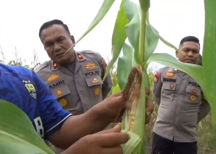 1 Hektare Jagung di Rengat Barat Rusak Diterjang Banjir, Polisi Turun Tangan Selamatkan Ketahanan Pangan