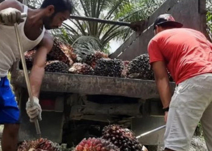 Harga TBS Sawit Riau Melejit Jadi Rp3.900 per Kg, Petani Plasma Full Senyum ​