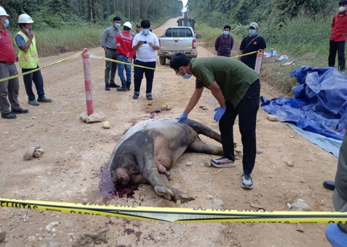 Geger Tapir Raksasa 300 Kg Tewas di Jalan Koridor Riau, Alarm Bahaya Hutan Sumatra Berbunyi!