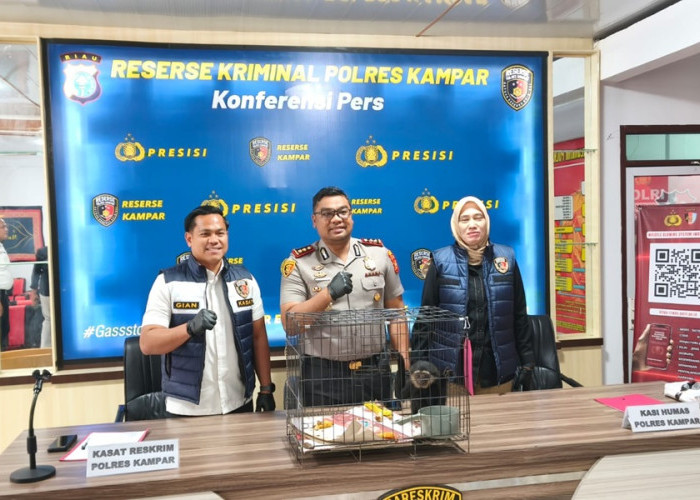 AKBP Boby Pimpin Penangkapan Penjual Owa Ungko Langka di Kampar