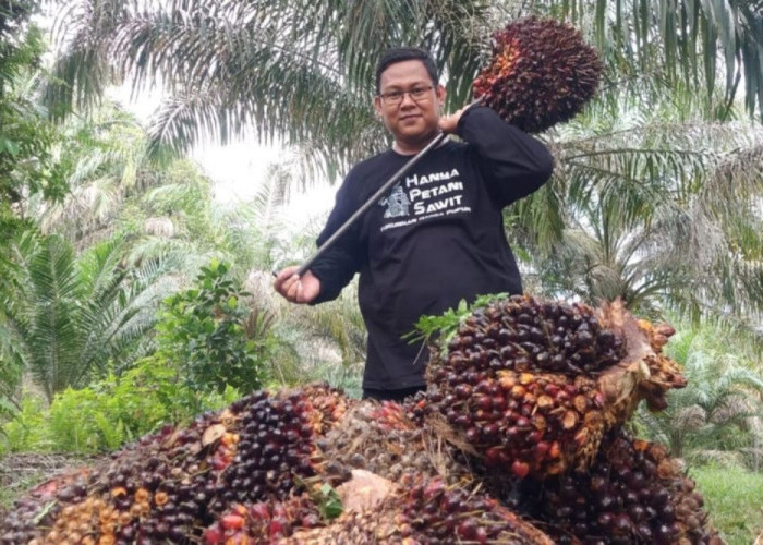 Harga Sawit Petani Riau Naik Lagi, Tembus Rp3.200 per Kg