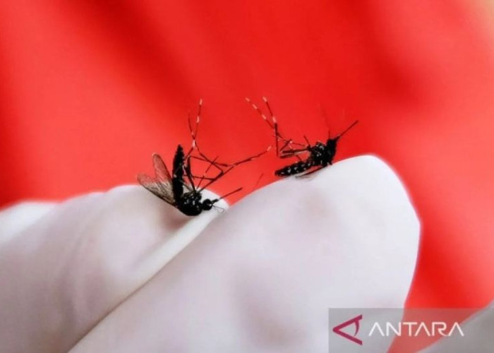 Awas Ancaman Mematikan! Kasus DBD Riau Meledak 1.682 Orang Terjangkit, 12 Tewas, Cek Lingkunganmu Sekarang!