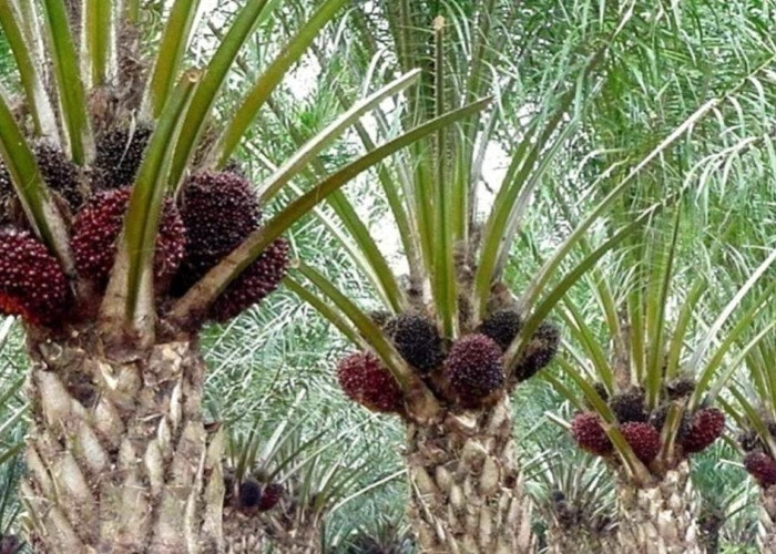Harga TBS Sawit Riau Naik, Petani Plasma Sambut Kabar Baik: Umur 9 Tahun Catat Kenaikan Tertinggi