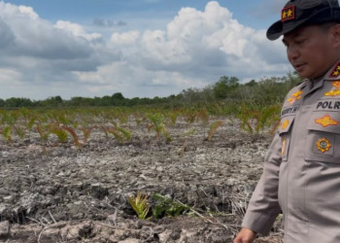 Kerusakan Mangrove Rokan Hilir: Kapolda Riau Sikat Penjahat Lingkungan