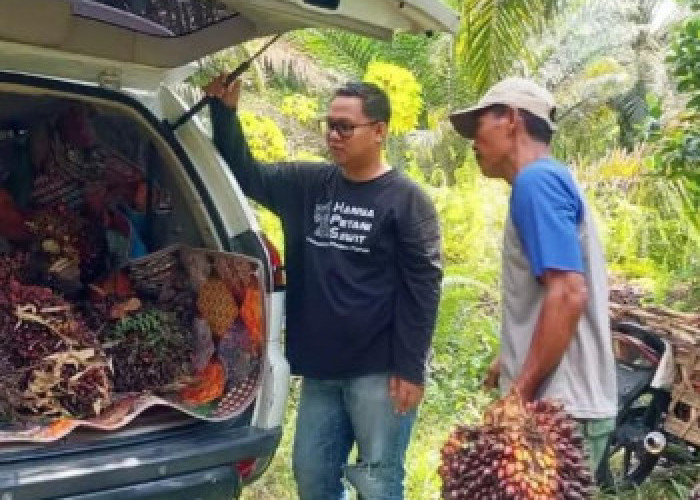 Harga TBS Sawit Riau Naik Tembus Rp4.011 per Kg Periode 5-11 Agustus 2026