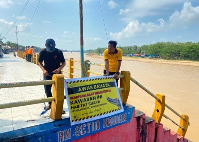 Buaya Mengintai di Sungai Kuansing, Polisi Pasang Peringatan Jelang Pacu Jalur