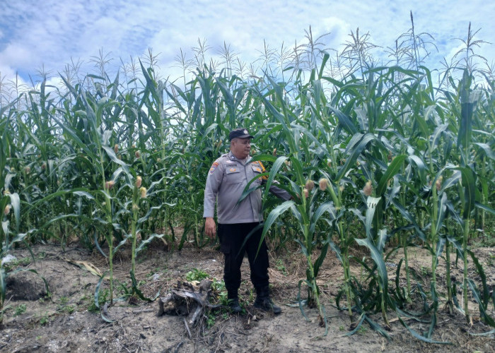 Wujudkan Swasembada Pangan, Polsek Kampar Kiri Kawal Pertumbuhan Jagung di Lahan Presisi