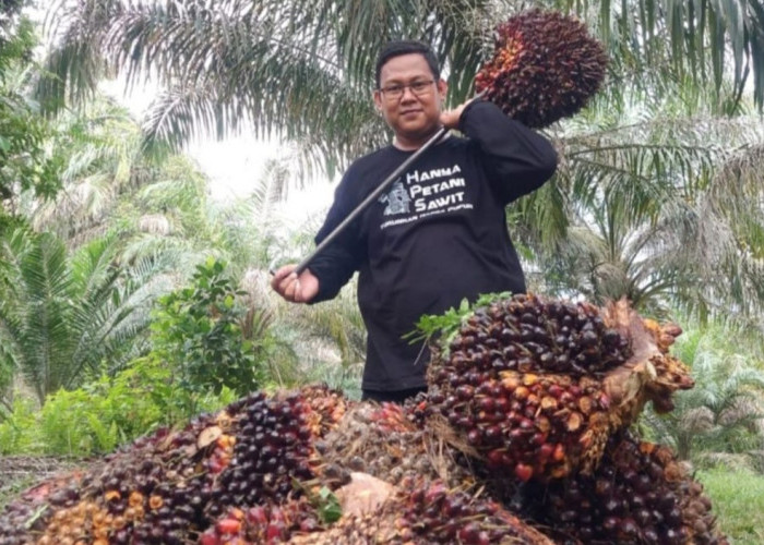 Harga Sawit Swadaya Riau Melesat Naik, Tembus Rp3.781 per Kilogram