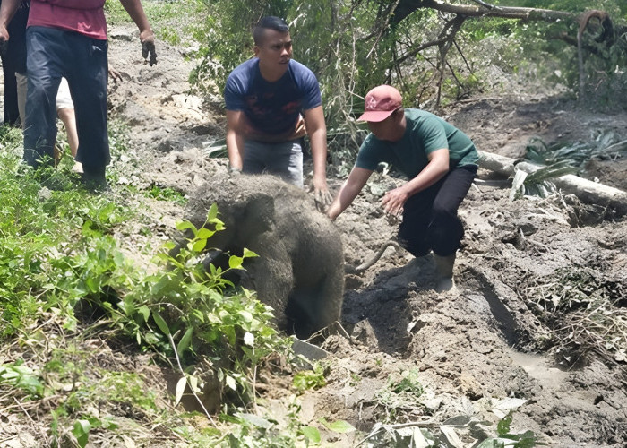 Geger! Detik-Detik Mencekam 11 Gajah Sumatra Ngamuk di Siak, Ternyata Ada Fakta Mengharukan di Baliknya