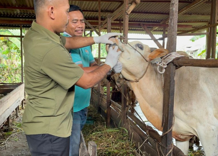 Siaga Satu Penyakit Ternak! Riau Guyur Puluhan Ribu Vaksin dan Obat ke Daerah!