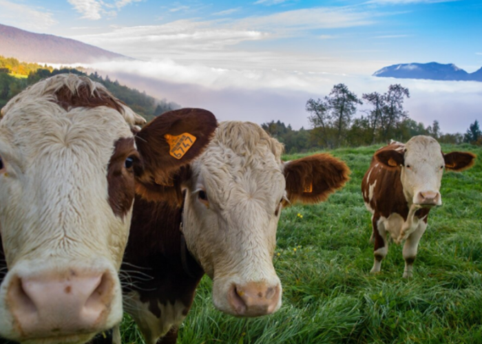 Daftar Harga Sapi Kurban di Riau 2025, Begini Tips Memilih Hewannya