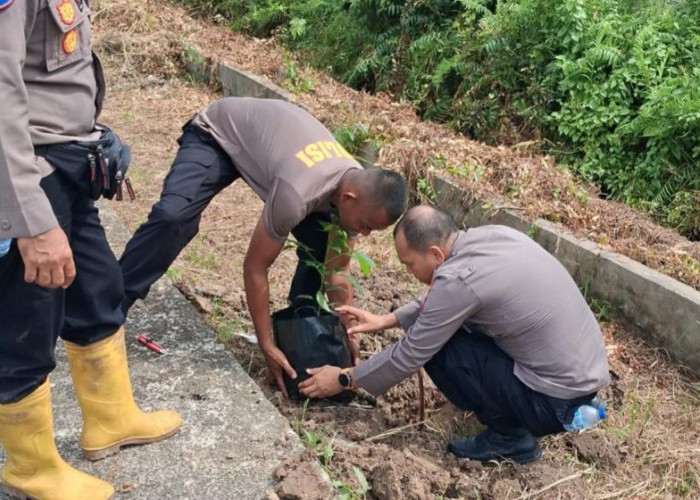 Perkuat Ketahanan Pangan, Jagung Pipil Tumbuh Bagus di Batu Panjang