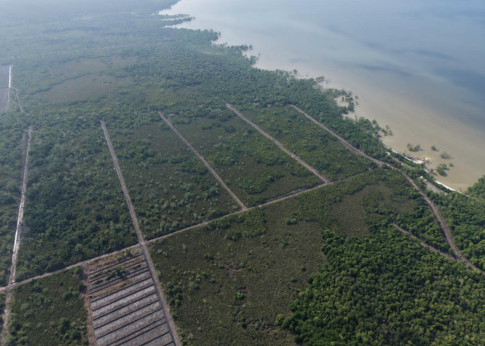 Polda Riau Selidiki Perusakan 100 Hektare Mangrove di Rokan Hilir