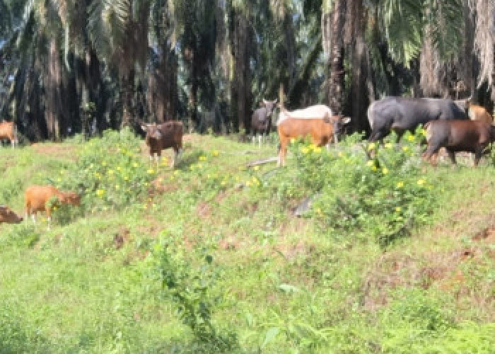 Pemprov Riau Lelang 50 Ekor Sapi Hari Ini, Sapi Bali 449 Kg Jadi Rebutan